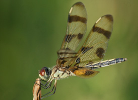 Halloween Pennant